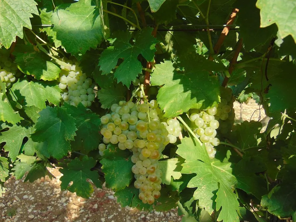 Agriturismo Circugnano Grassina Farm stay