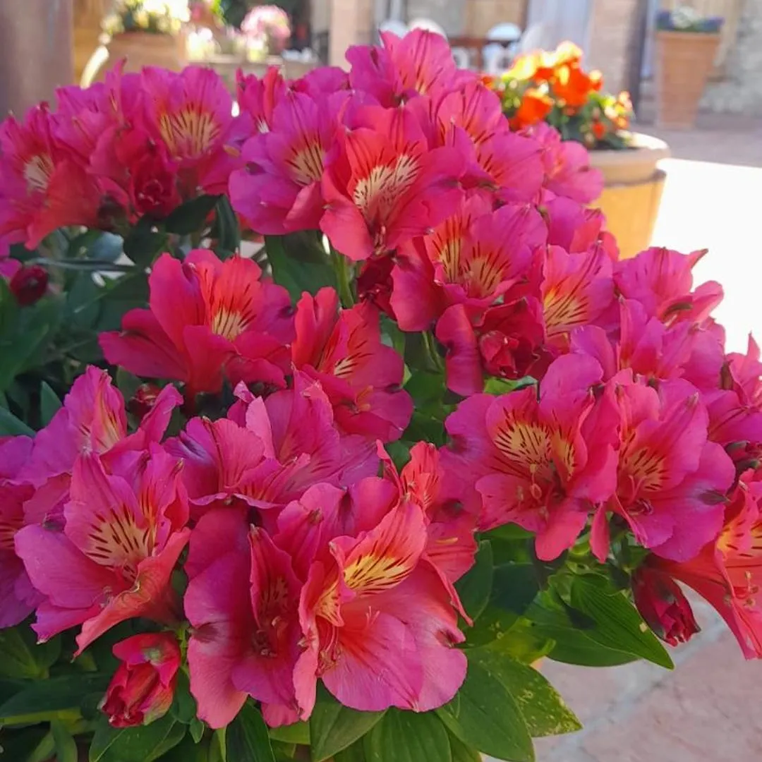 Agriturismo Circugnano Grassina Italia